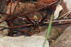 Polistes comanchus navajoe