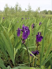 Iris laevigata