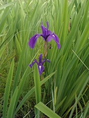 Iris laevigata