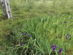 Iris laevigata