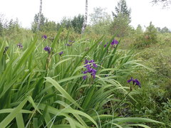 Iris laevigata