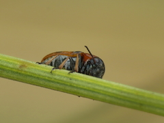Coptocephala scopolina