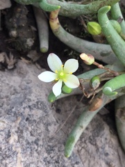 Phemeranthus napiformis