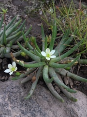 Phemeranthus napiformis