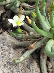 Phemeranthus napiformis