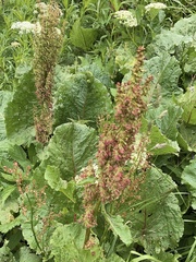 Rumex alpinus