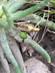 Phemeranthus napiformis