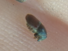 Scolytus intricatus