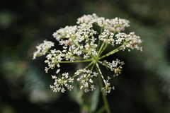 Ligusticum canbyi