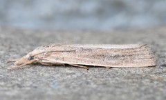 Thopeutis forbesellus