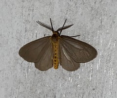 Pagara simplex
