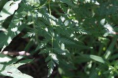 Ligusticum canbyi