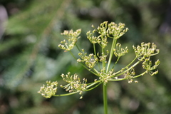 Ligusticum canbyi