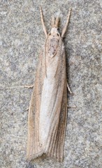 Thopeutis forbesellus