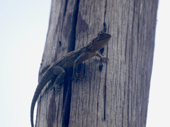 Agama armata