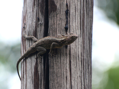 Agama armata