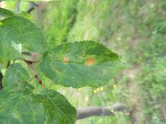 Polystigma rubrum