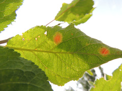 Polystigma rubrum
