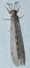 Myrmeleon almohadarum