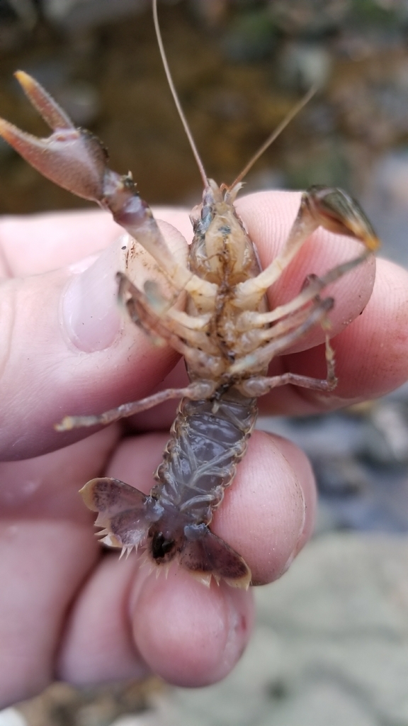 Prominence Riverlet Crayfish