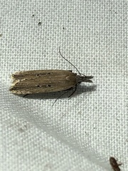 Dichomeris bipunctellus
