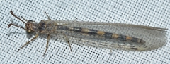 Myrmeleon almohadarum