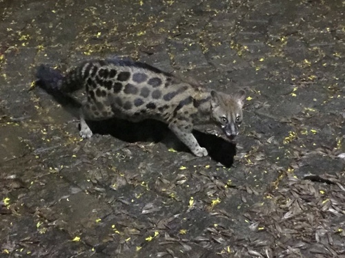 Rusty-spotted Genet
