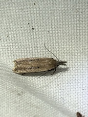 Dichomeris bipunctellus