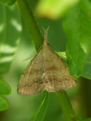 Phalaenostola metonalis