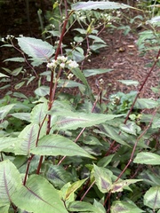 Persicaria microcephala