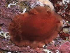 Image of Dendrodoris fumata