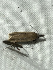 Dichomeris bipunctellus