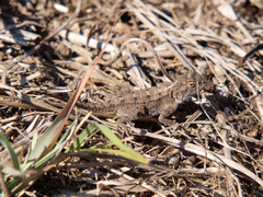 Agama armata