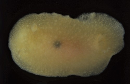 Picken's Dorid