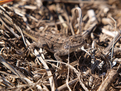 Agama armata