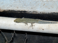 Lygodactylus angularis