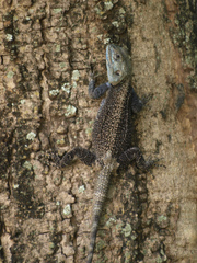Acanthocercus cyanocephalus
