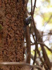 Acanthocercus cyanocephalus