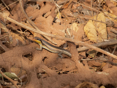 Trachylepis wahlbergii