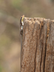 Trachylepis wahlbergii