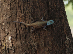 Acanthocercus cyanocephalus