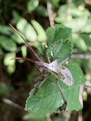 Acanthocephalini