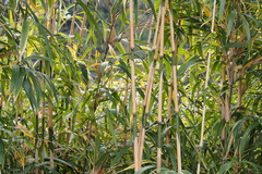 Pleioblastus simonii