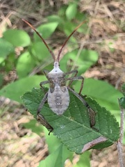 Acanthocephalini