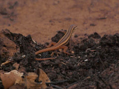 Meroles squamulosus