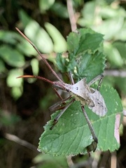 Acanthocephalini
