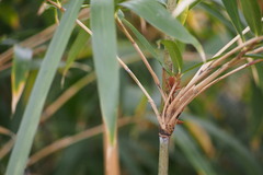 Pleioblastus simonii