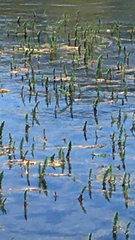 Hippuris vulgaris