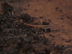 Meroles squamulosus