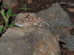 Agama armata